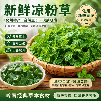 化州新鲜采摘凉粉草烧仙草
