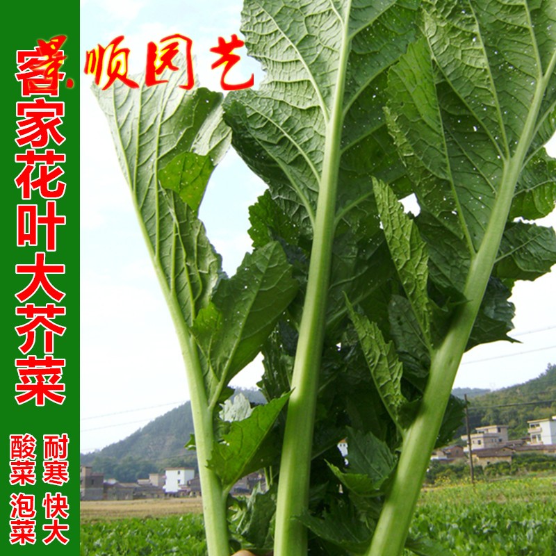 花叶大芥菜种子四季花边芥菜酸菜种籽三月大菜秋季菜园高产蔬菜孑