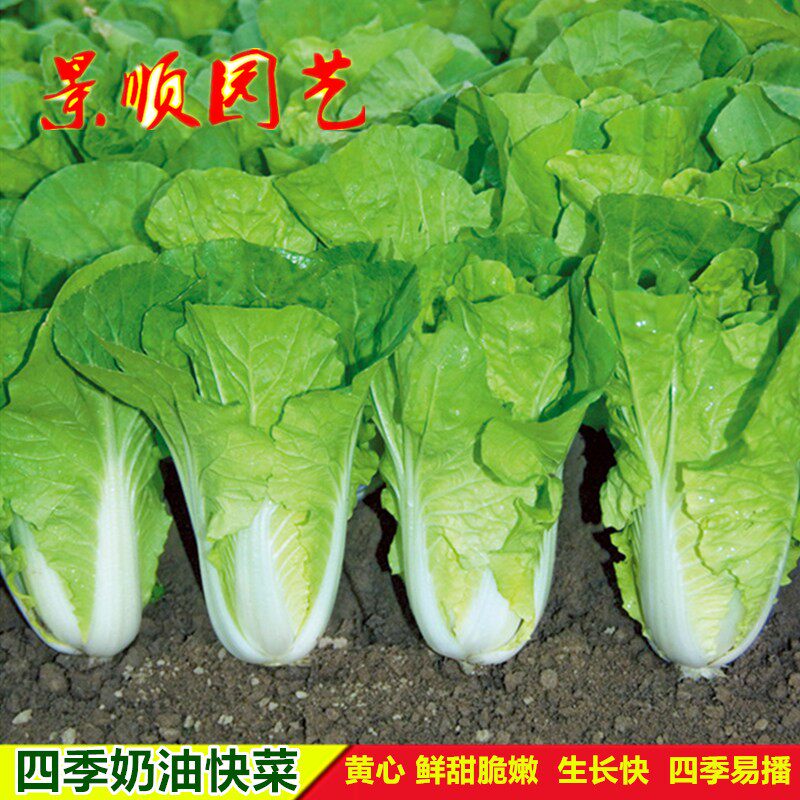 奶油快菜小白菜种子种籽速生青菜籽四季蔬菜秋季白莱盆栽菜种籽