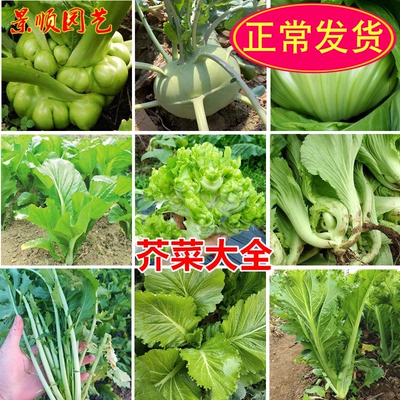 蔬菜水东包心客家春秋四季播芥菜