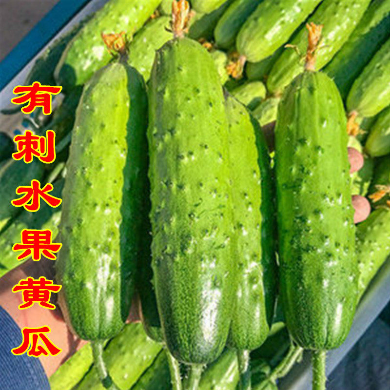水果黄瓜种子高产甜脆青瓜旱刺瓜唐山秋瓜籽春秋四季高产蔬菜孑