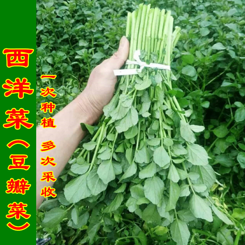 西洋菜种籽豆瓣菜种子秋冬四季种植保健蔬菜籽野生水田芥水瓮菜孑