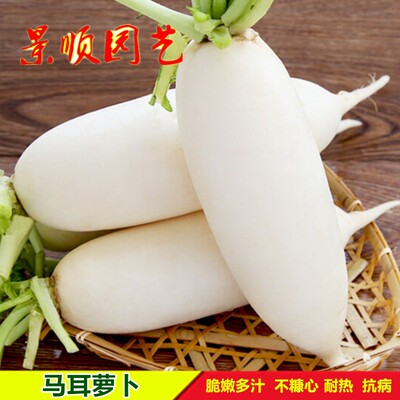 夏季播白萝卜种子籽早熟耐热甜脆