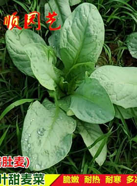圆叶甜唛菜种子抗热四季唛菜籽广东甜麦猪肚麦苦麦菜籽种蔬菜籽孑