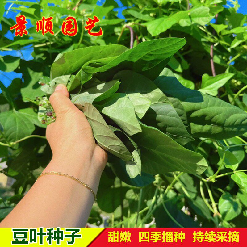 专吃豆叶的豆角种子食用菜叶可煮汤煲汤菜豆角叶农家特色蔬菜种孑