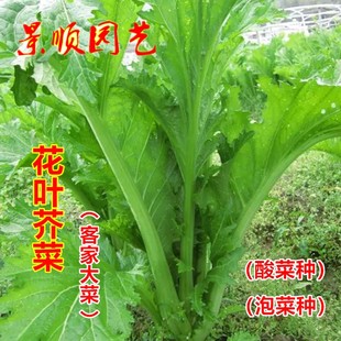 花叶芥菜种子本地三月大菜花边盖菜咸菜酸菜种籽春秋四季蔬菜种孑