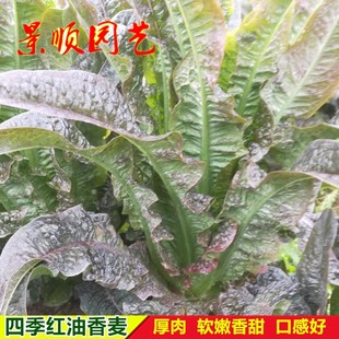 红油香麦种子四季青菜籽红叶麦菜种籽耐寒阳台菜园春秋季蔬菜种孑