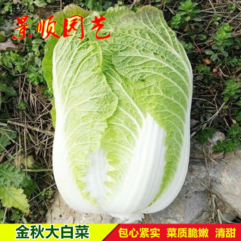 大白菜种子秋季冬储黄心白菜种籽高产耐寒包心青菜大田菜园蔬菜孑