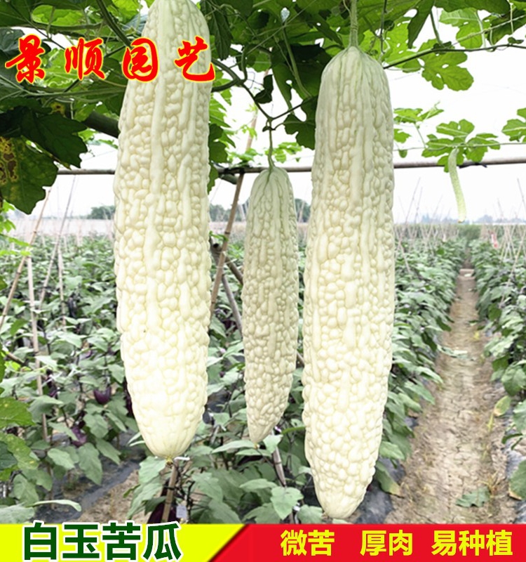 白玉苦瓜种子高产厚肉白皮凉瓜种籽春秋季播爬藤瓜果蔬菜种孑
