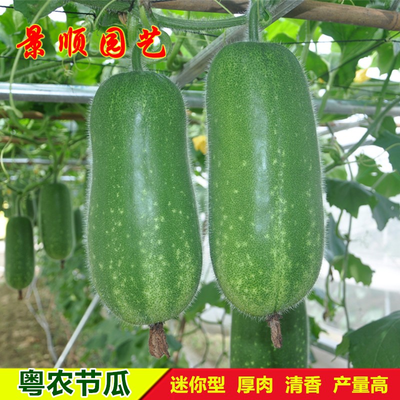 粤农毛节瓜种子高产迷你小冬瓜籽春秋四季蔬菜种孑早熟毛瓜籽种