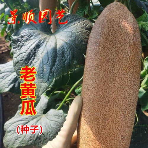 老黄瓜种子老品种改良麻皮旱瓜籽