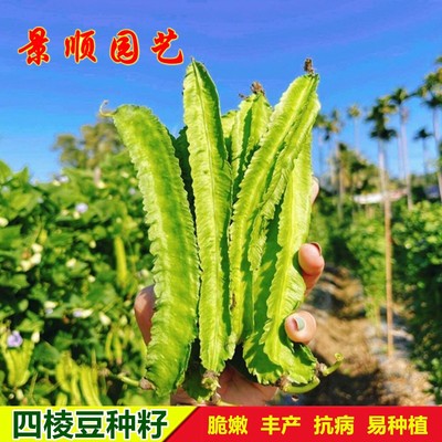 四棱豆种子海南四角豆种籽爬藤高产龙豆皇帝豆春秋四季蔬菜菜籽孑