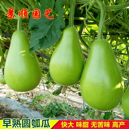 早生圆瓠瓜种子高产肉瓜短浦种籽春秋四季蔬菜孑耐热葫芦瓜瓢瓜籽