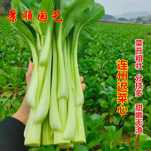 连州菜心种子菜苔种籽四季蔬菜孑甜迟花菜芯南方秋季播高产白菜薹