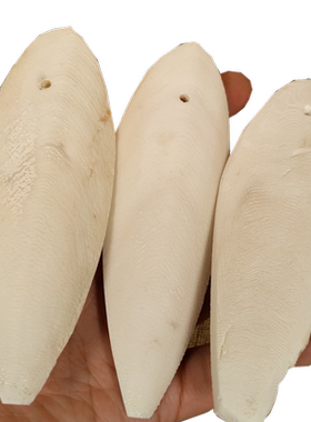 鹦鹉专用墨鱼骨磨牙啃咬