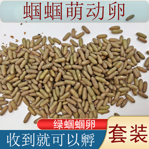 【到家就可孵化】蝈蝈萌动养殖蝈蝈卵出壳率高简单易上手