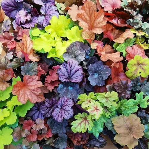 十盆矾根花苗盆栽组合