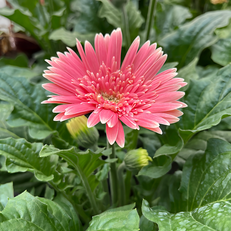 非洲菊盆栽扶郎花带花苞