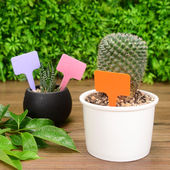 彩色加厚T型塑料园艺标签牌多肉植物花卉花名防水插地牌子小蘑菇