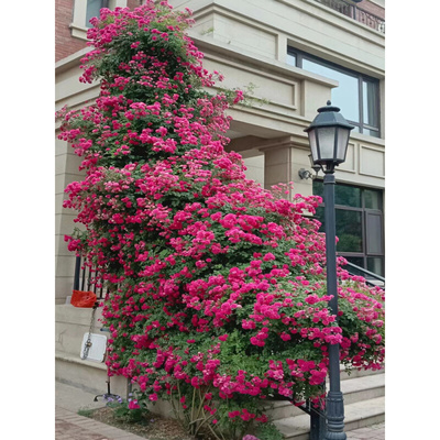 红色荷花蔷薇花大苗四季甜蜜红木香爬藤阳台庭院花卉爬墙花植物|