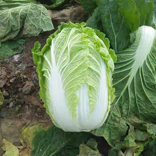 大白菜种子