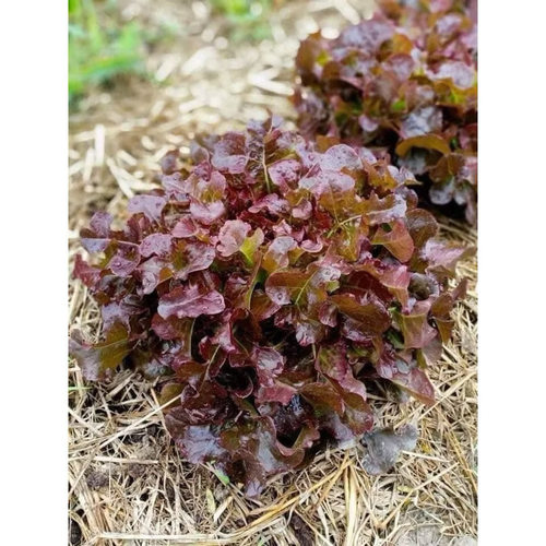 紫红开丫甜油麦菜种子开叉紫色莴苣四季耐热秋春季播丫丫菜种子