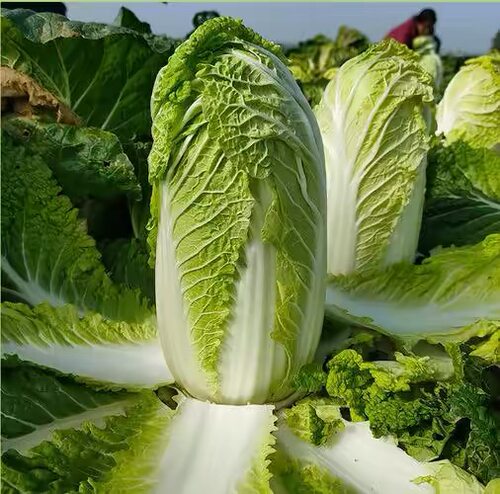 100克大白菜种子