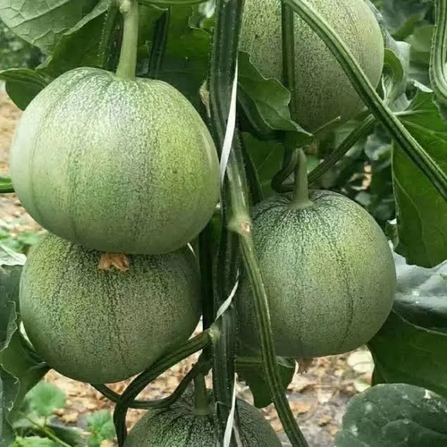 绿宝石甜瓜 超甜薄皮香瓜冰糖春季脆瓜高青皮产香瓜