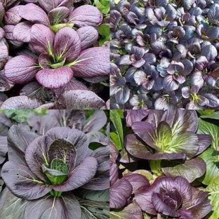 紫油菜种子 紫叶菜种子