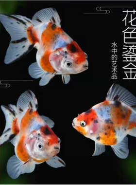 鎏金金鱼高背短尾长尾活体淡水冷水鱼观赏金鱼宠物鱼水族好养耐活
