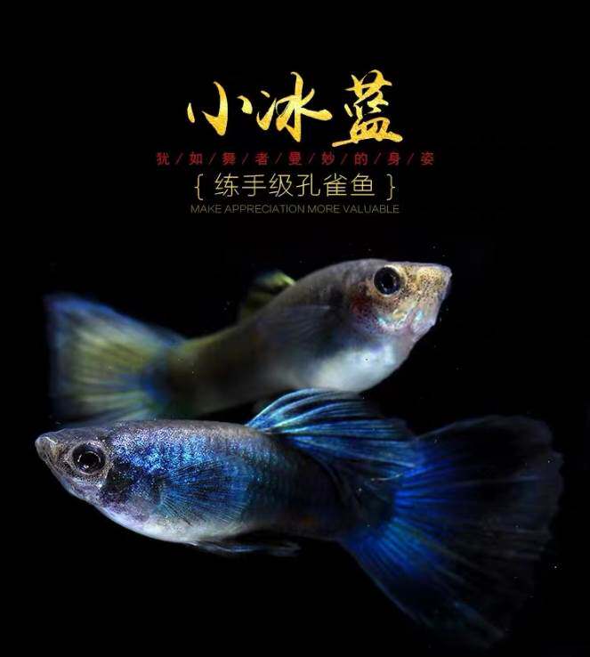 小冰蓝孔雀鱼练手级莫斯科环保冰蓝礼服新手热带淡水观赏胎生鱼活