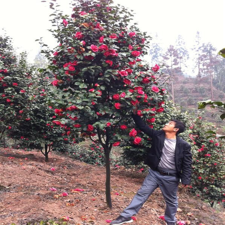 耐冬茶花树苗山茶油茶树苗茶梅盆栽花卉道路庭院种植四季常青包邮