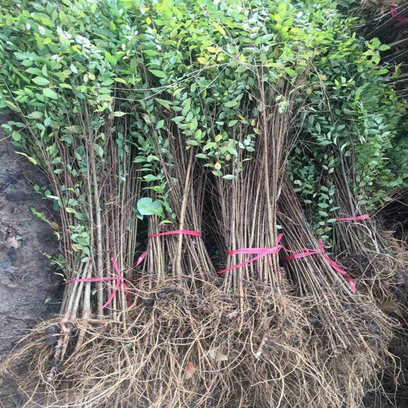 榆树苗速生榆树小苗小叶榔榆占地拆迁苗耐寒好养庭院种植苗木盆栽
