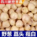 四川苦藠2斤新鲜小根蒜野葱薤白煲汤用料