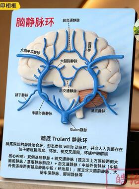 大脑功能分区科学医装饰相