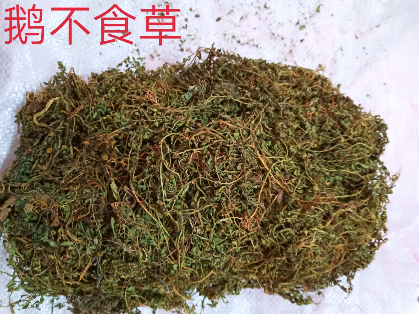 梅州蕉岭山区野生鹅不食草、地胡椒、猪屎草中药材500克包邮