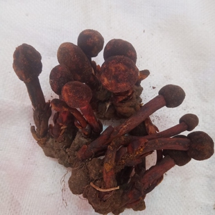 中药材红冬蛇菰 文王一支笔 借母怀胎 鹿仙草蛇菇 回春草500g包邮