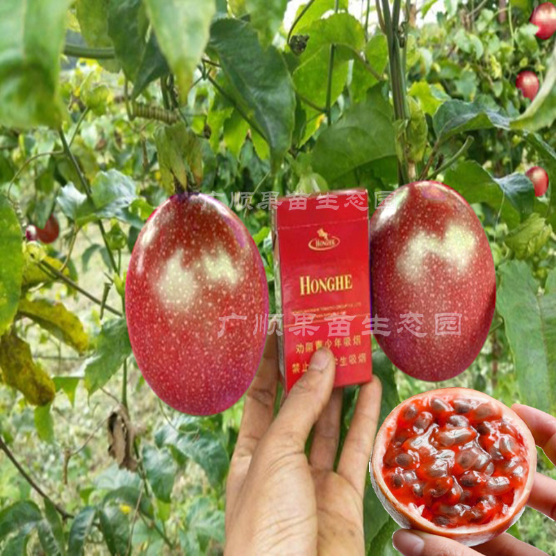 红肉百香果苗满天星果树黄金品种嫁接台农常绿紫香一号阳台盆栽