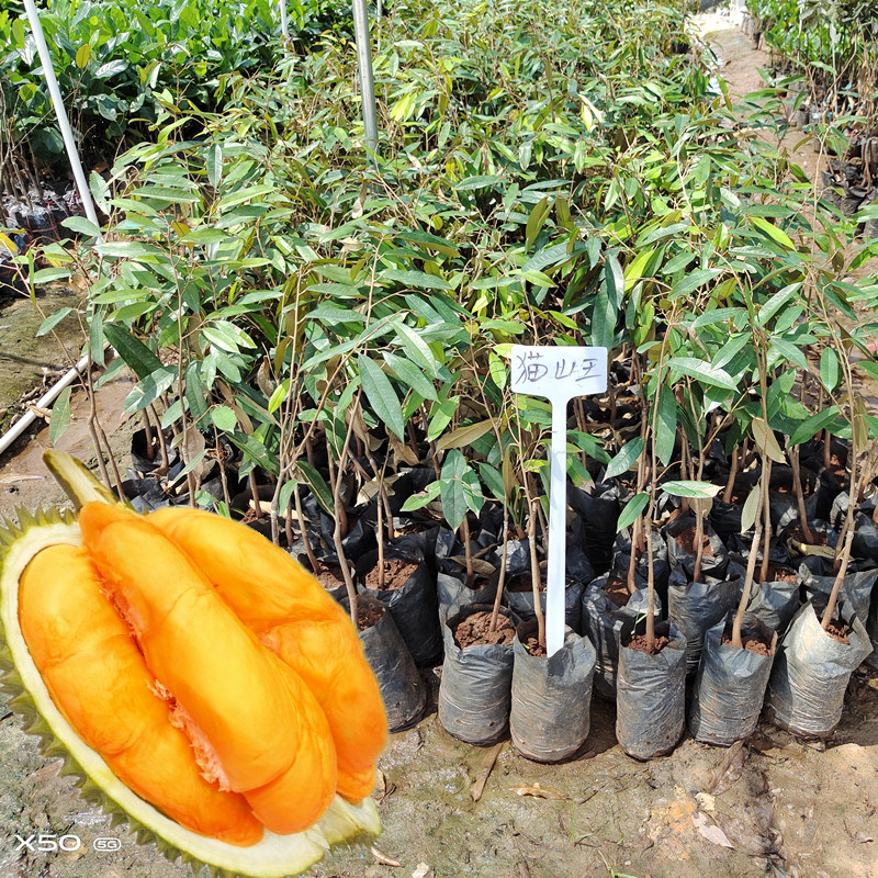 榴莲果苗猫山王果树泰国金枕头进口苏丹王嫁接红虾红肉品种葫芦