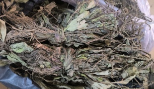 26年1月野生车前草 整颗带根粤西山区农家自晒天然车前子车轮菜