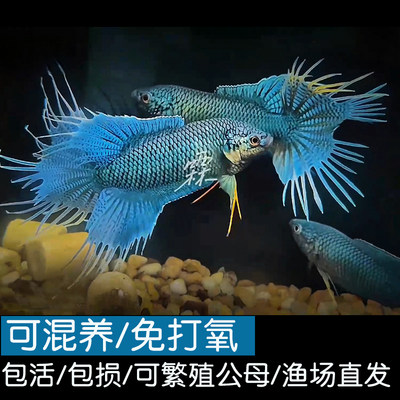 中国斗鱼无纹蓝可群养混养