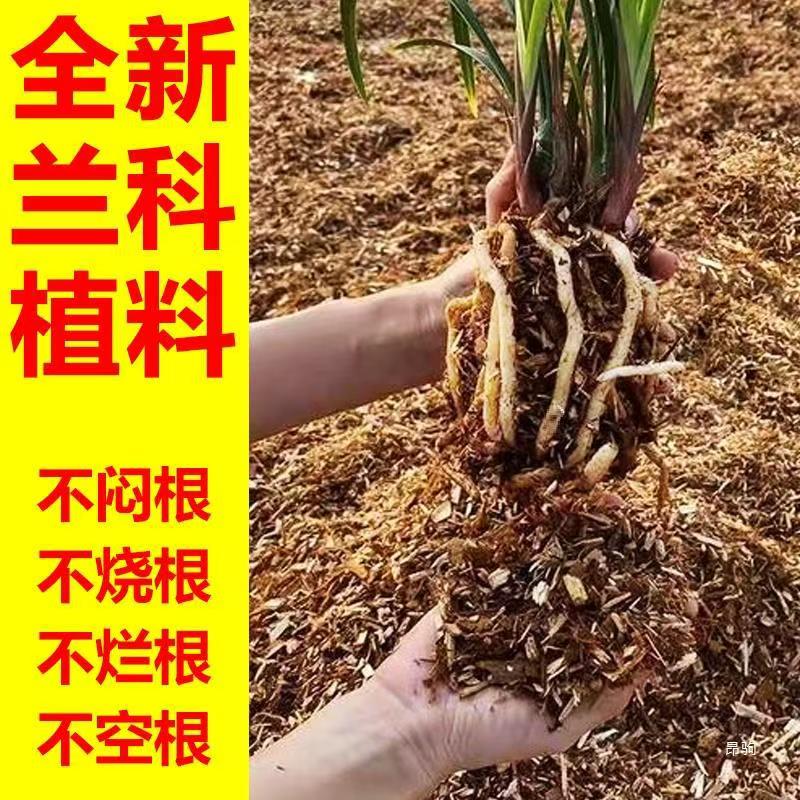 新型兰花植料纯杉木屑君子兰蝴蝶兰生根养根专用营养土兰科植料