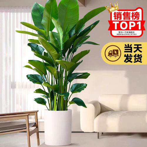 天堂鸟客厅绿植盆栽室内