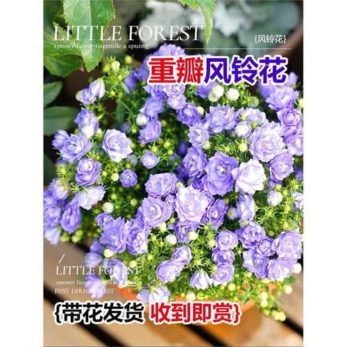 丹麦风铃花盆栽花卉植物