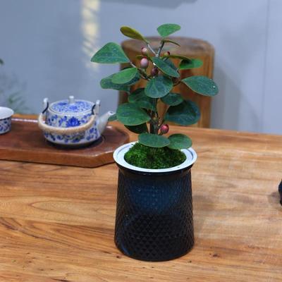 小盼菩提绿植盆栽带果子盆景菩提树陶瓷花盆中式禅意桌面摆件好养