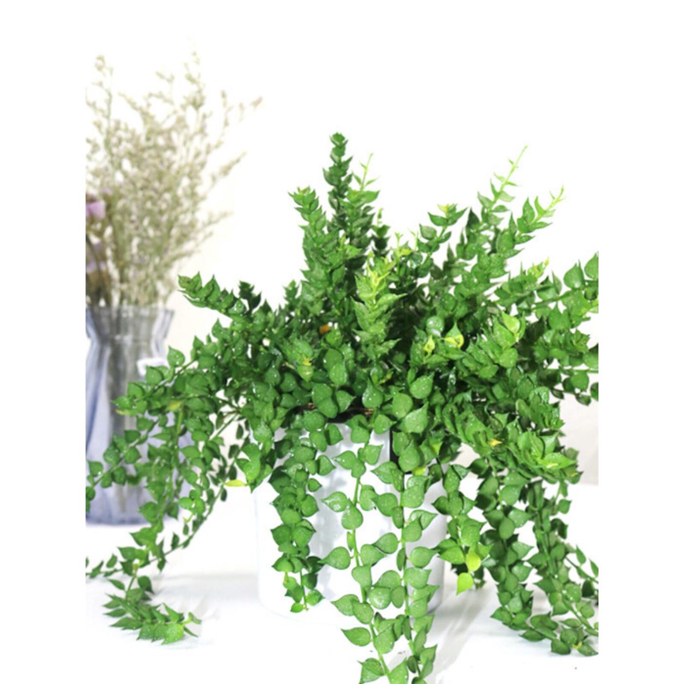 百万心盆栽好养植物室内图片