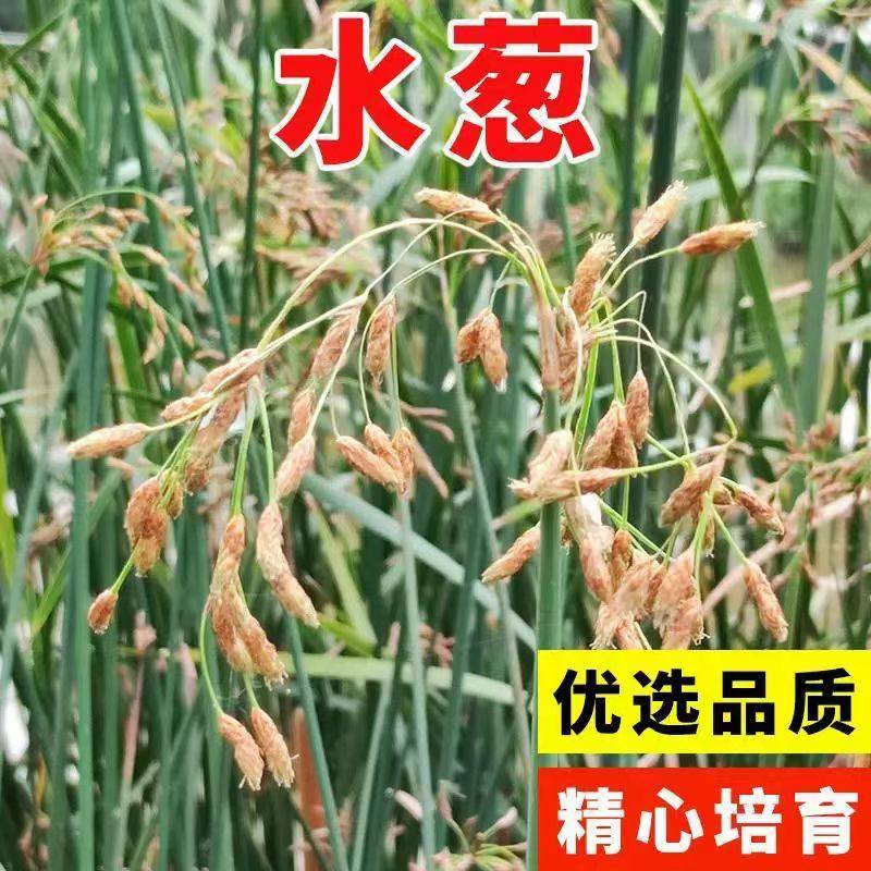 水生植物水葱种子净化水质鱼池水塘养鱼小区绿化臭水沟花籽