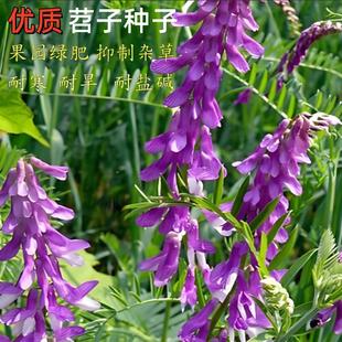 绿肥种籽光叶紫花毛叶苕子种豌豆种子果园绿化红花草种子养蜂蜜源