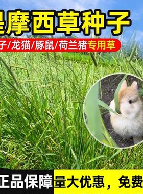 提摩西草种籽兔草种子孑猫尾草梯