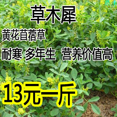 牧草草木樨黄花草耐贫瘠蜜源植物